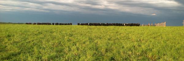 mrcattlemaster Profile Banner