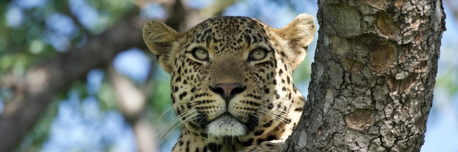 Benson_Lion_'s profile banner image