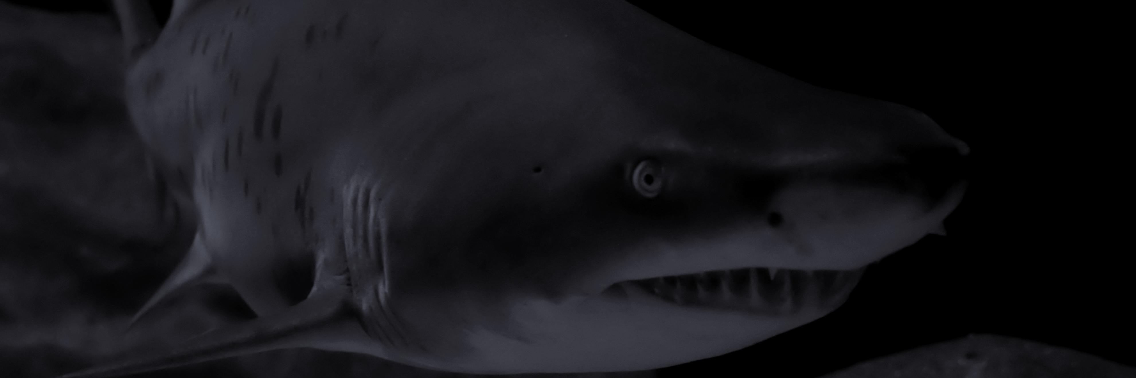 Chris Reynolds banner
