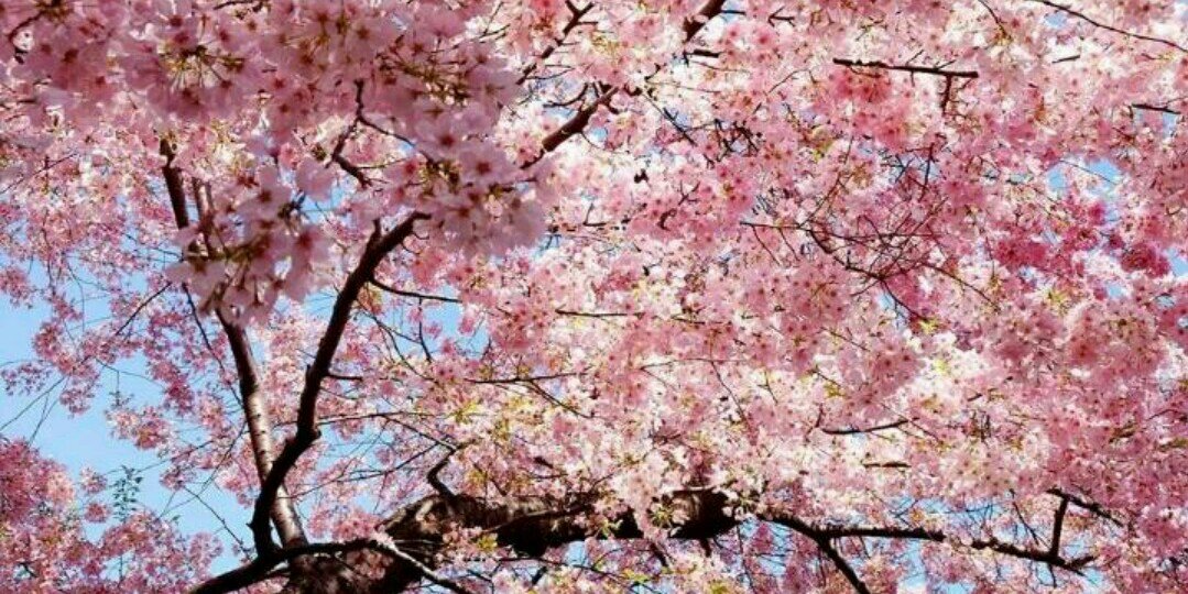 Jihye__1022's profile banner image