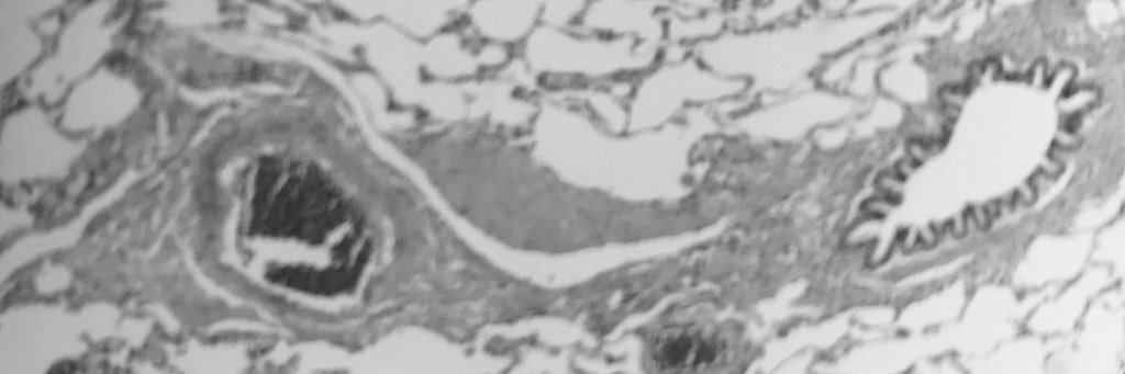 montxa's profile banner image