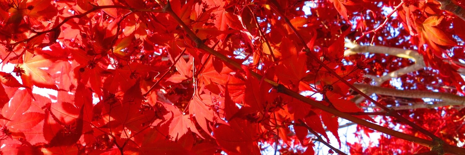 Helen_kw's profile banner image