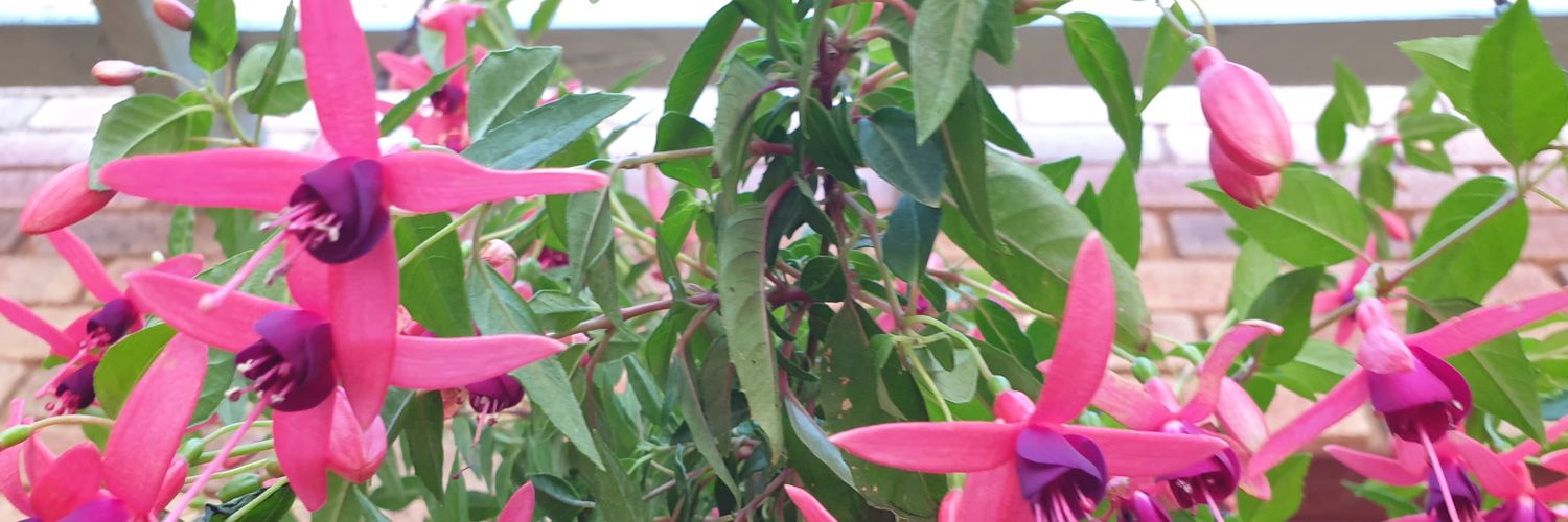 Valma Downing banner