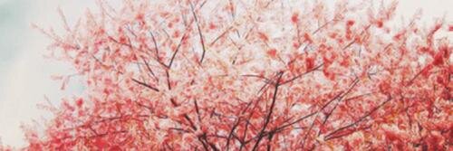 calumrpgsg's profile banner image