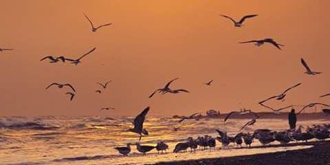 Talal Algharibi🇵🇸 banner