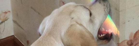 Desi banner