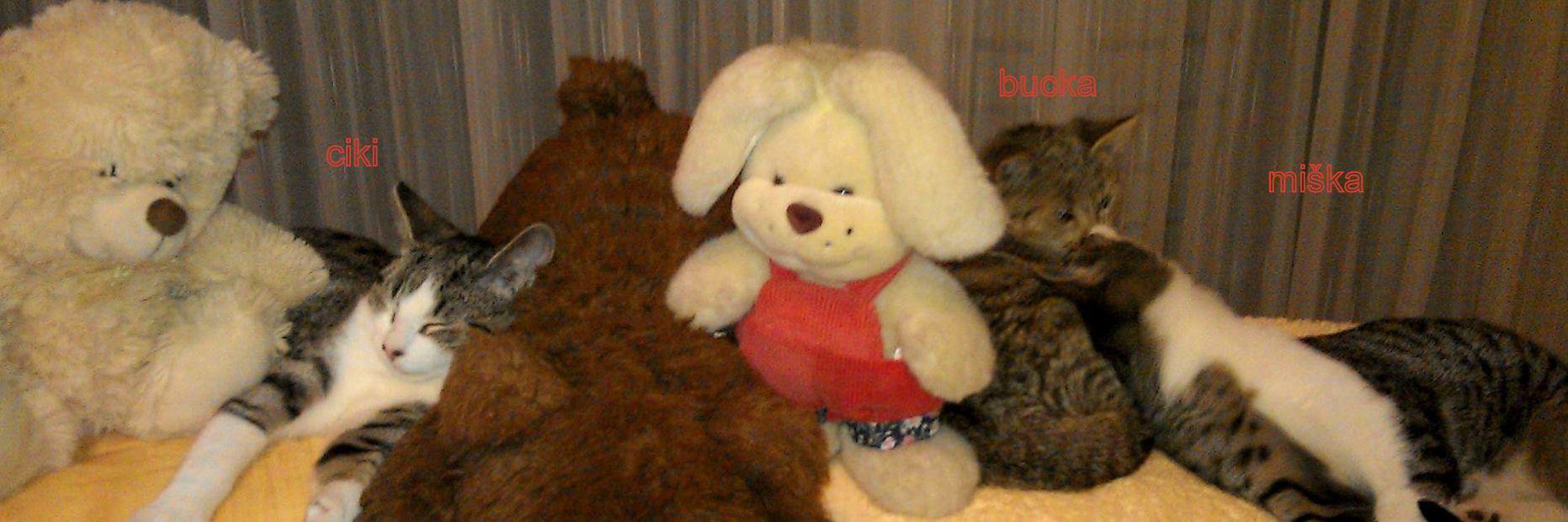 🌻🌸🦋🐱please be kind to animals banner