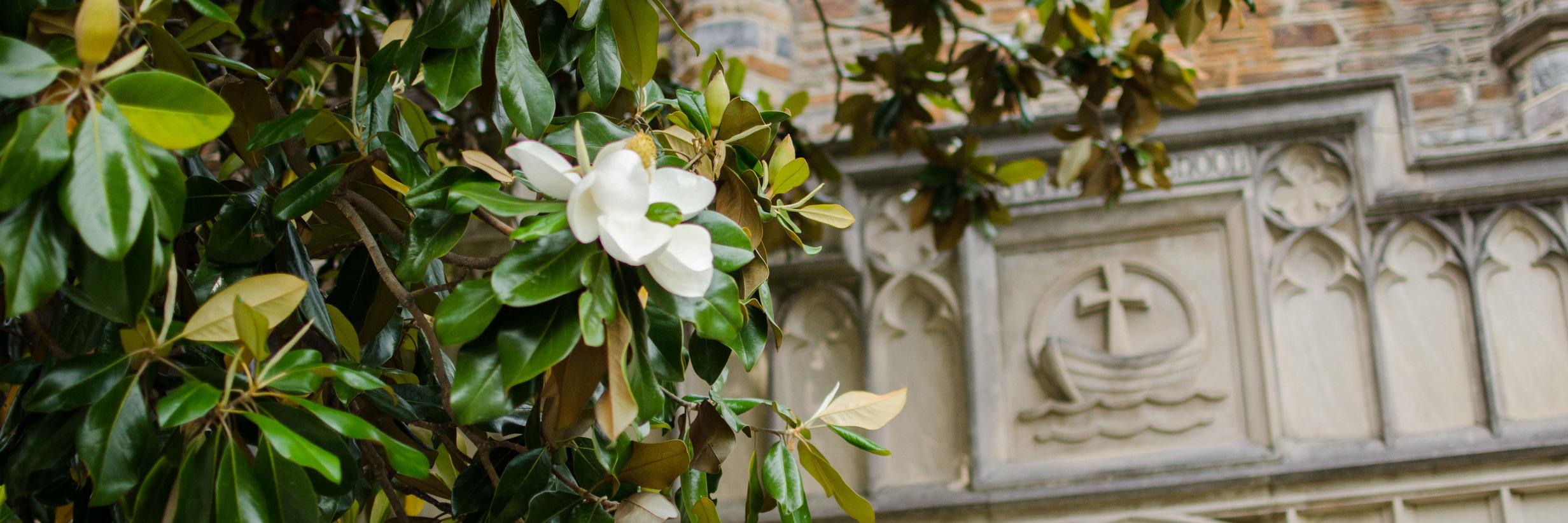 Duke Divinity Alumni banner