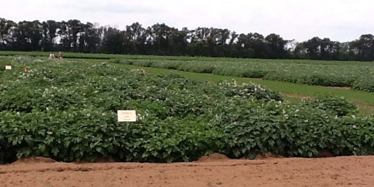 Dennis Halterman banner