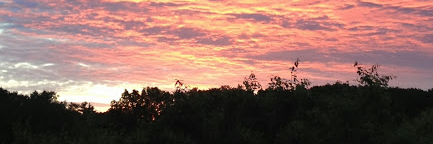 Diane Pickles banner