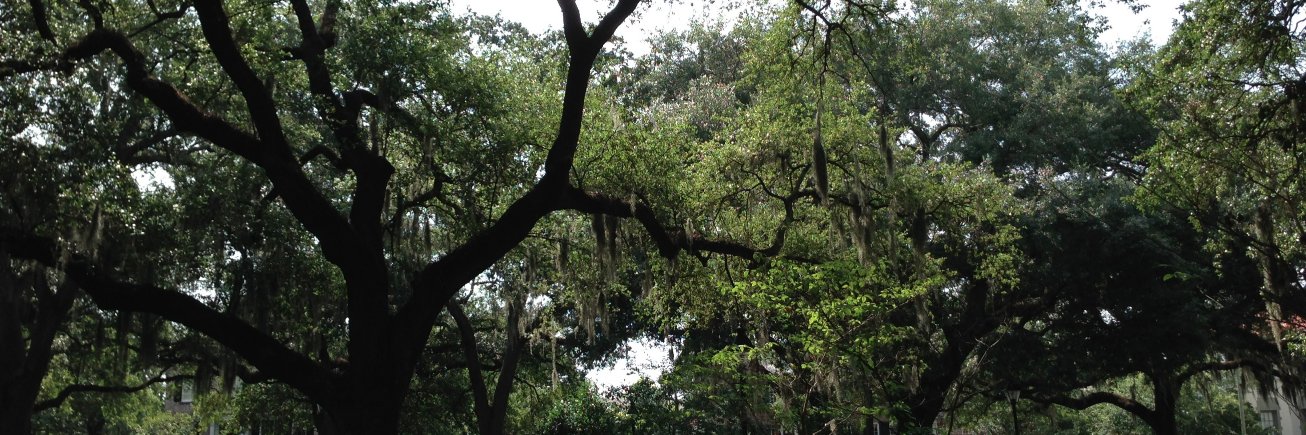 David van Duin banner