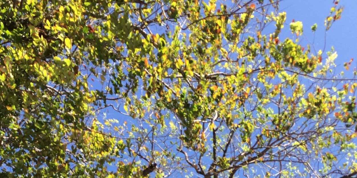 Chonmpu's profile banner image