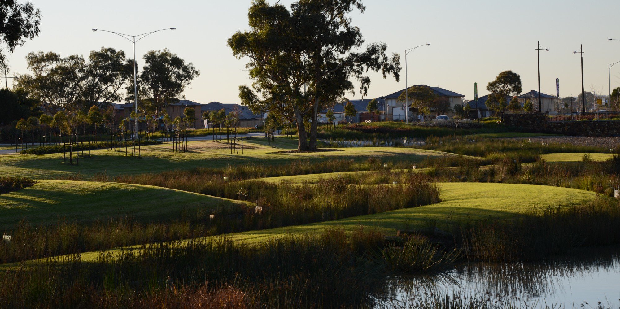 Maxwell Shifman banner