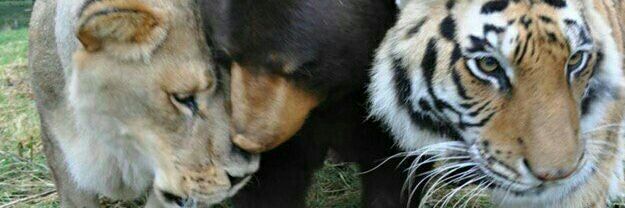 Bertha_Ramos's profile banner image