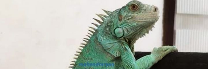 Mahendra_RyanS's profile banner image
