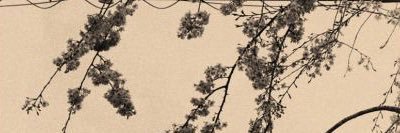 lyssxlyfe's profile banner image