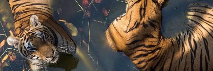 PepaLena's profile banner image