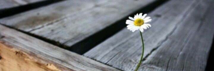 Sstephonie's profile banner image