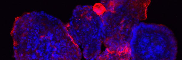 AIBN Research's banner