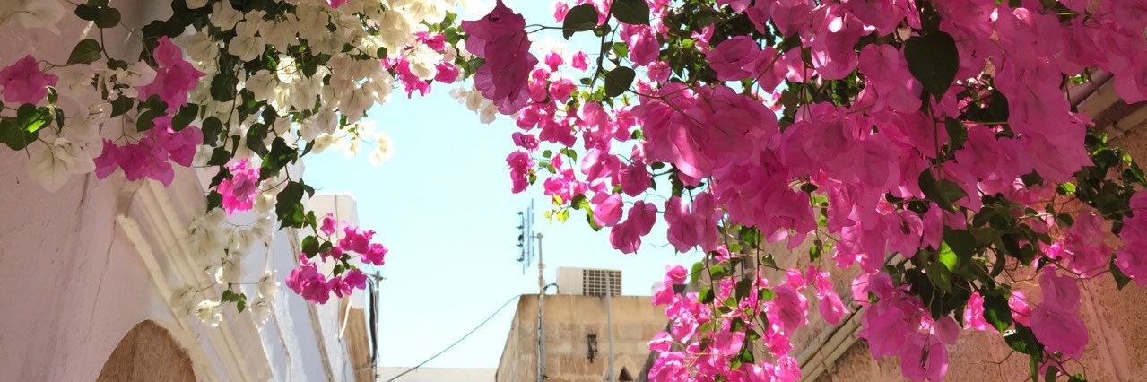 friesandflowers's profile banner image