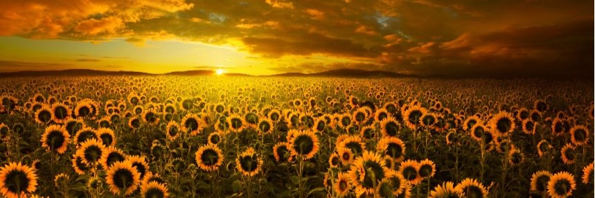 Lisseth chavez banner