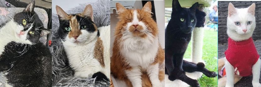 Bradford Cat Watch Rescue's banner