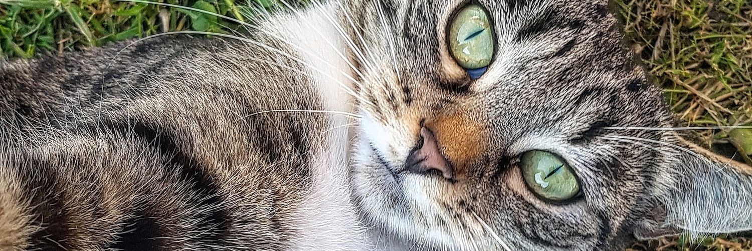 avocadochrissy's profile banner image