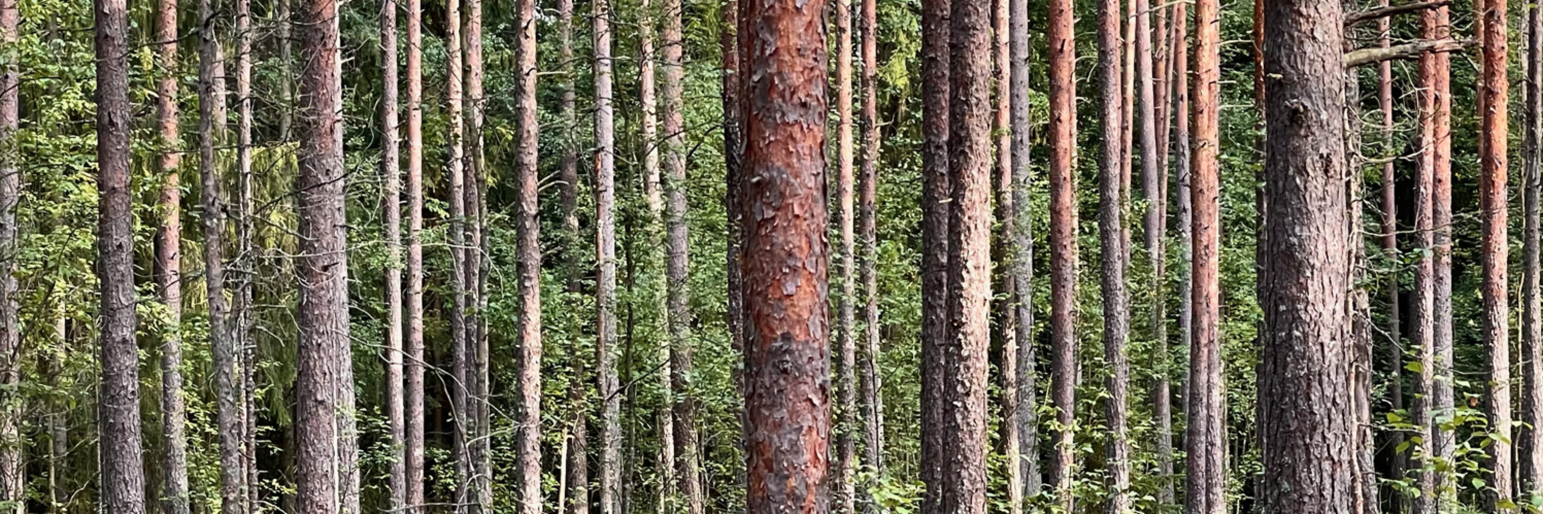 jussi_v's profile banner image