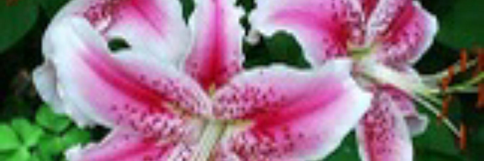 AnnetteCairl's profile banner image