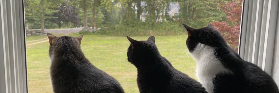 DiseasedFool's profile banner image