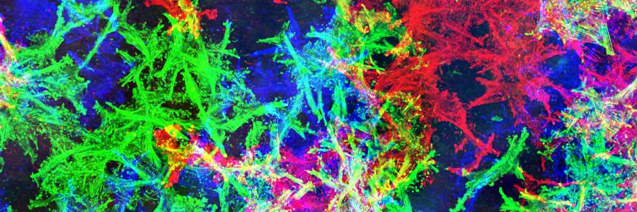 Rhodri S. Wilson banner