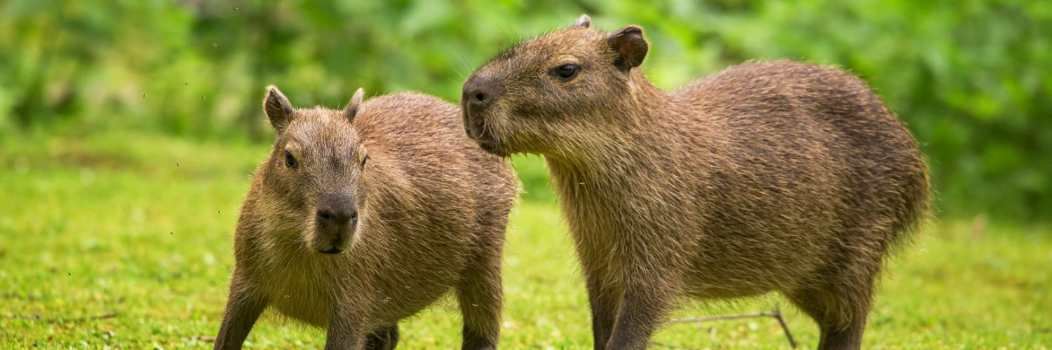 zoo_decin's profile banner image