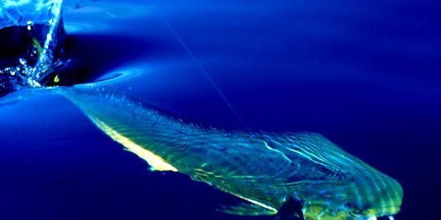 FishTalkRadio1's profile banner image