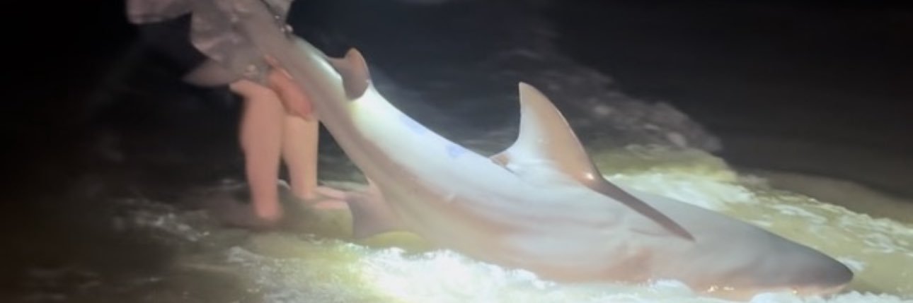 DristonG's profile banner image