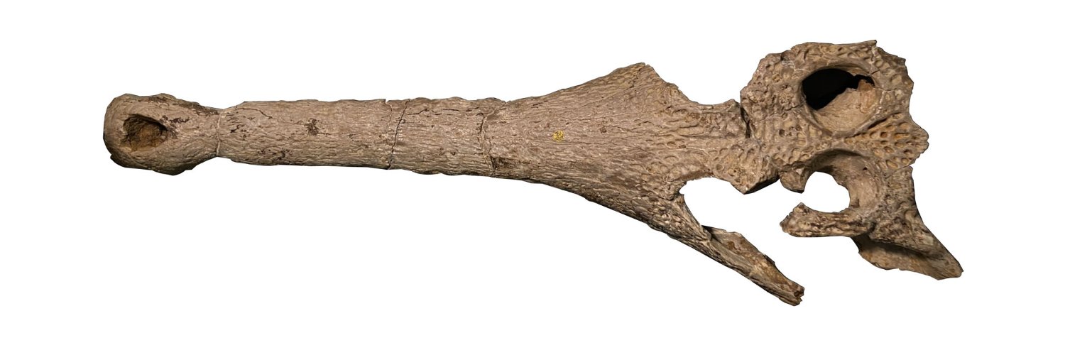 NHM Journal of Systematic Palaeontology banner