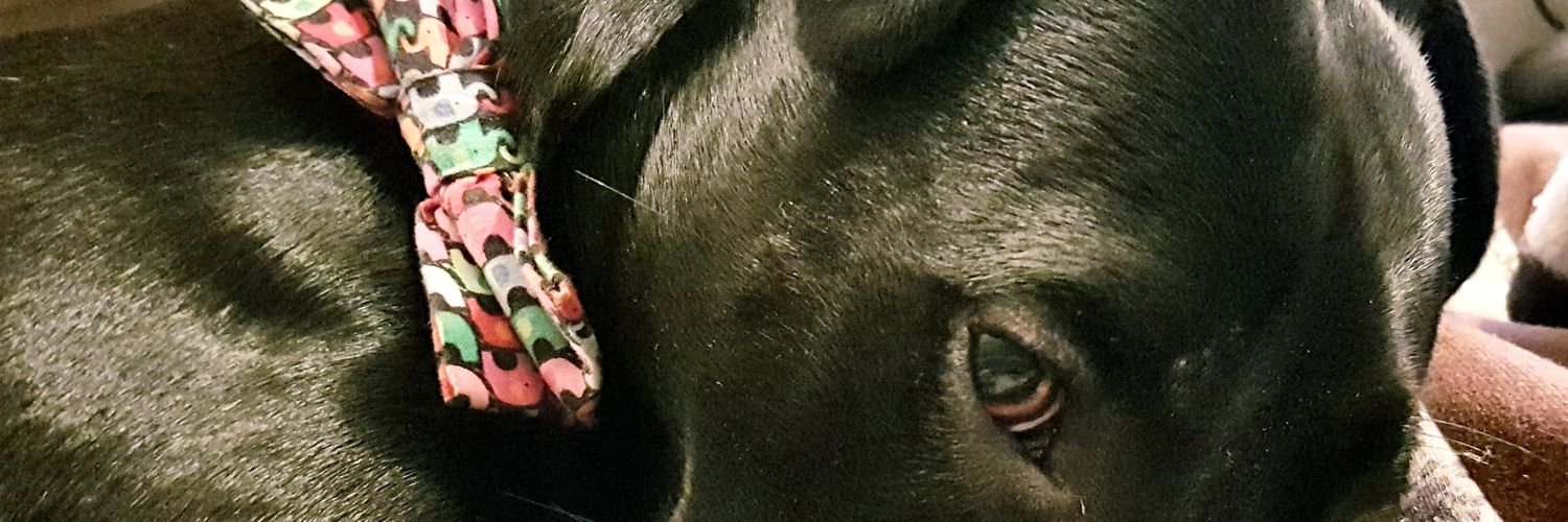 pickleymum's profile banner image
