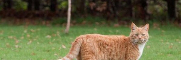joof Profile Banner
