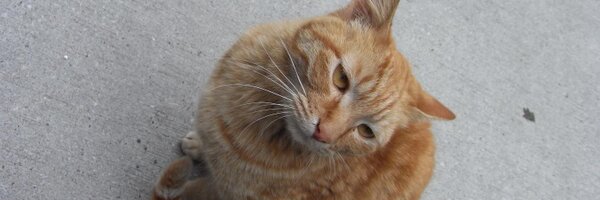 idiotwd Profile Banner