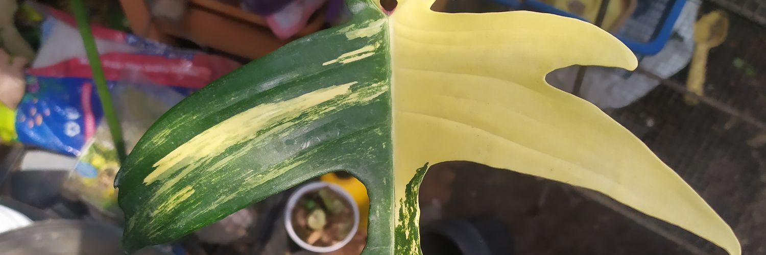 eVANDALS's profile banner image