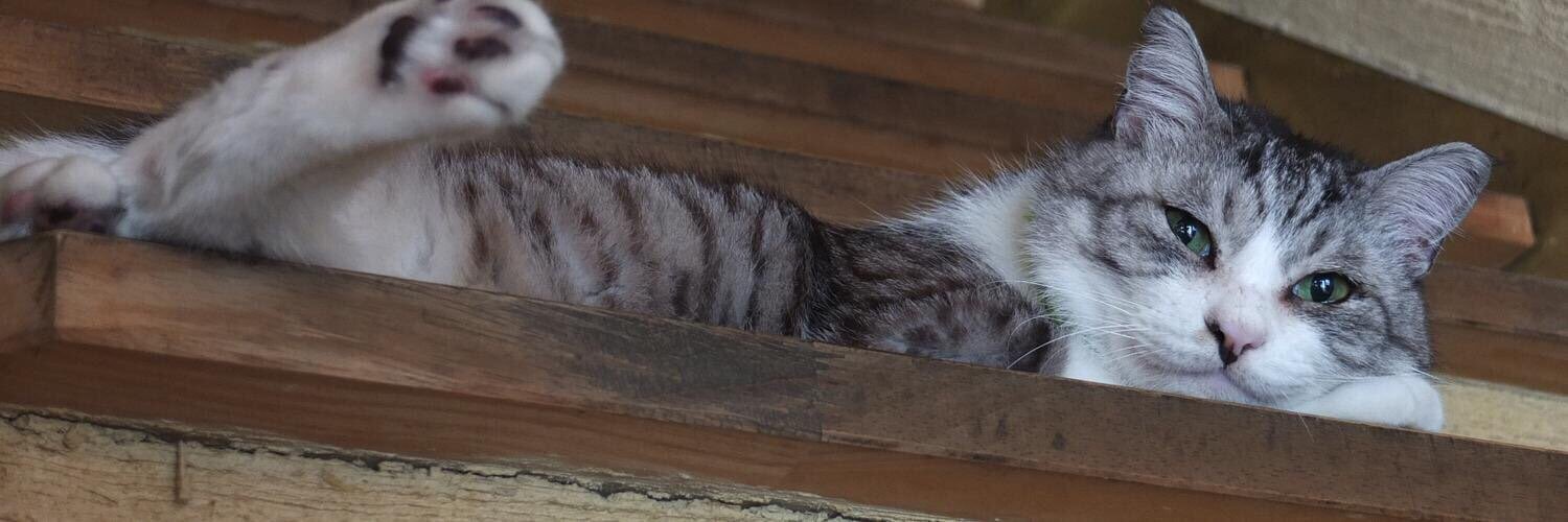 Gallery éf Asakusa banner