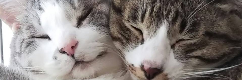 rayrayrayky's profile banner image