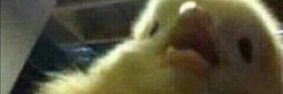 Ty banner