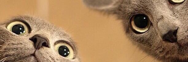 afifiey's profile banner image