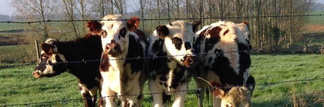 Nicolas Gubert banner