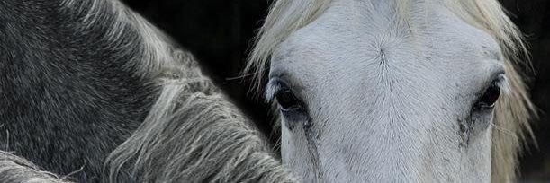 ebtess's profile banner image