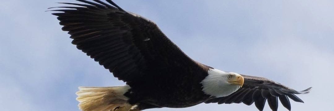 Lisa Perreault's banner
