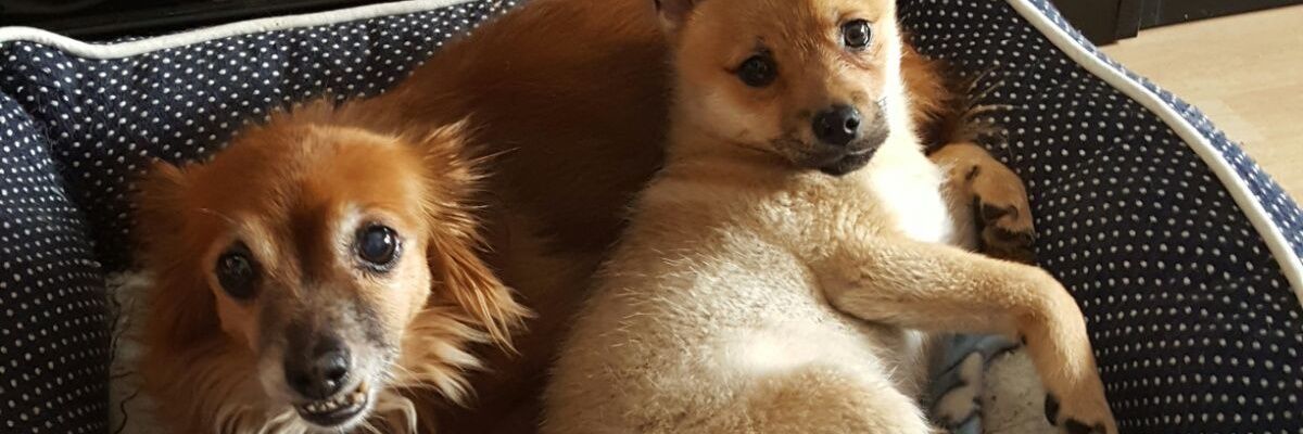 Joannaa95_'s profile banner image