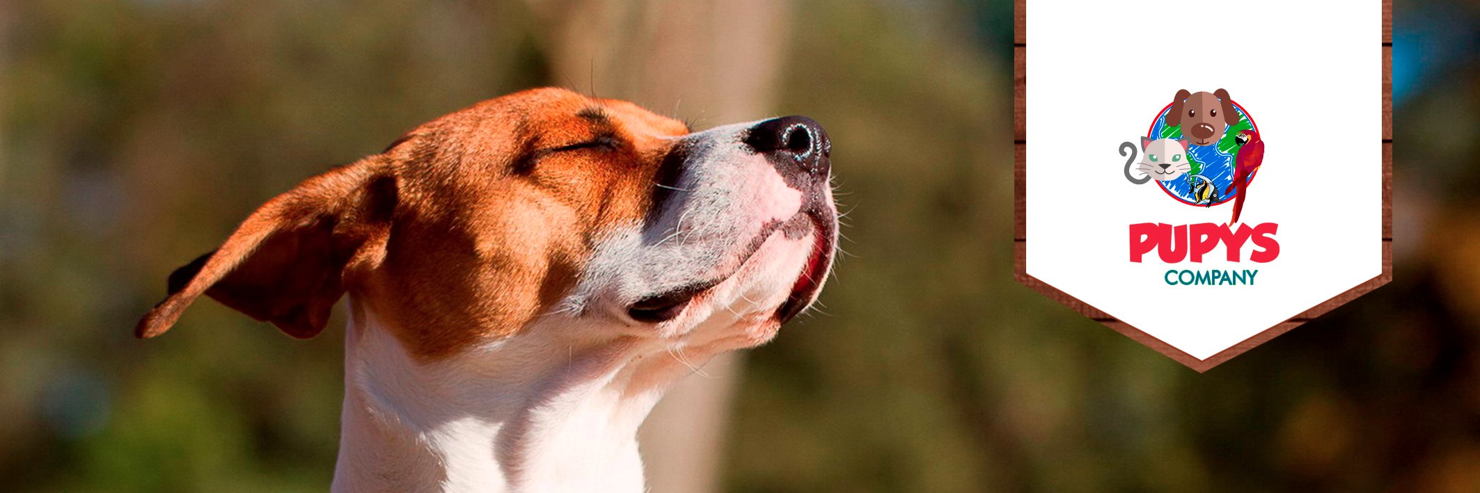 PupysCompany's profile banner image
