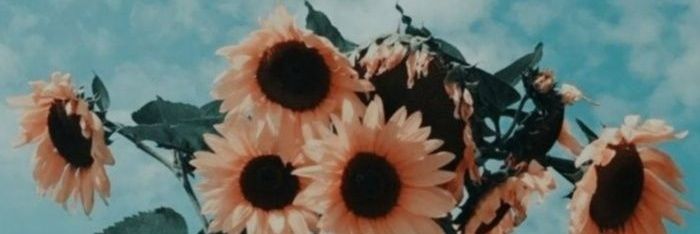 Cansu banner