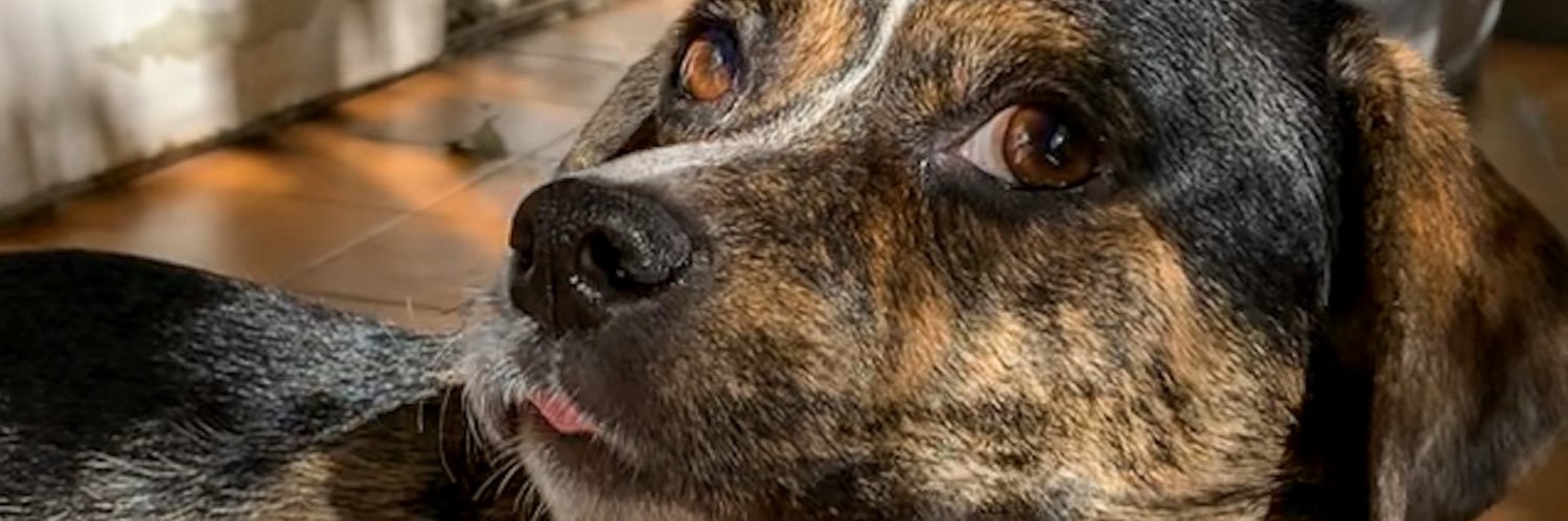 VickyLabrador's profile banner image